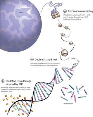 DNA Damage, Repair, and Cancer Metabolism